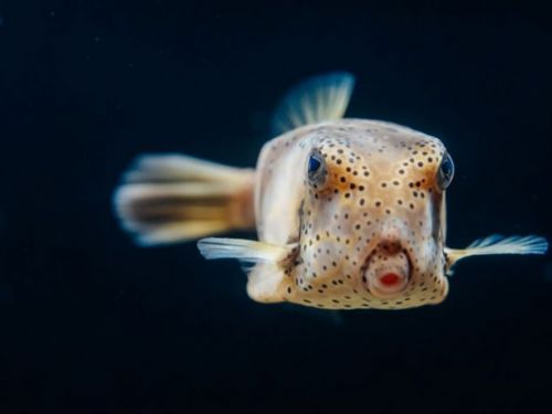 屏東海生館萬聖節活動【萌鬼大鬧海生館】 怪奇生物惹人愛，醜萌系生物限期登場秒圈粉，萬聖節變裝入館好禮等你拿
